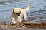 LABRADOR 175